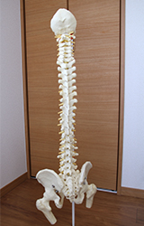 めだか整体院 施術内容